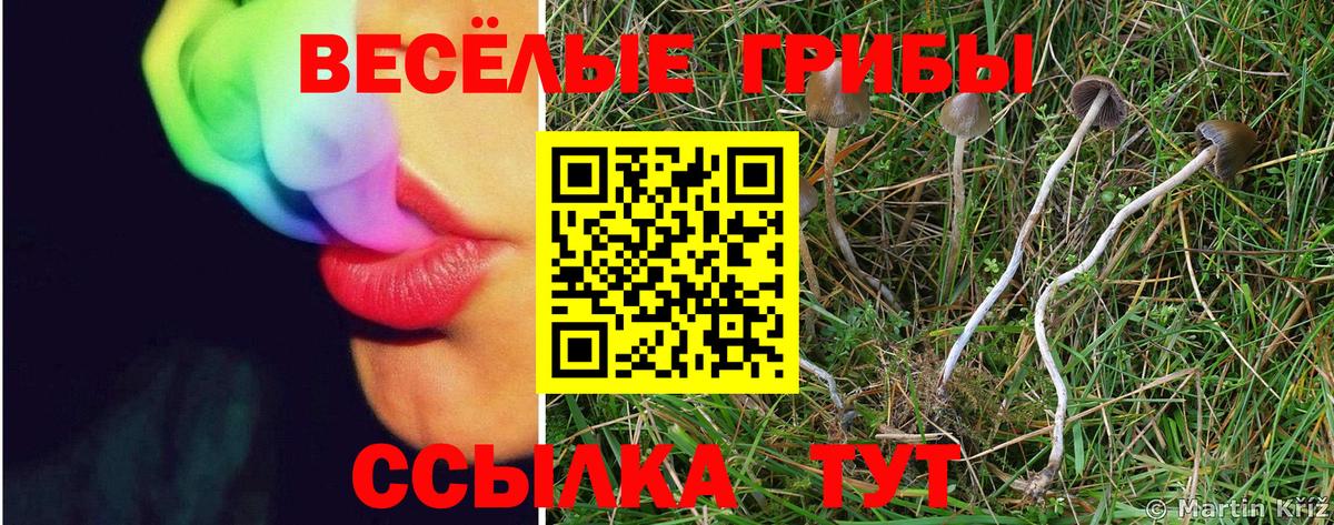 Псилоцибиновые грибы прущие грибы Октябрьский